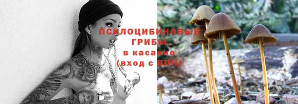 сатива Новокубанск